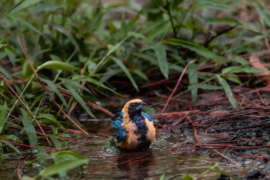 Discover the Tranquil Art of Forest Bathing: A Quick Guide