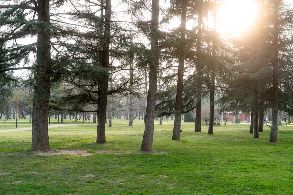 The Power of Nature: How Green Spaces Promote Healing and Well-being