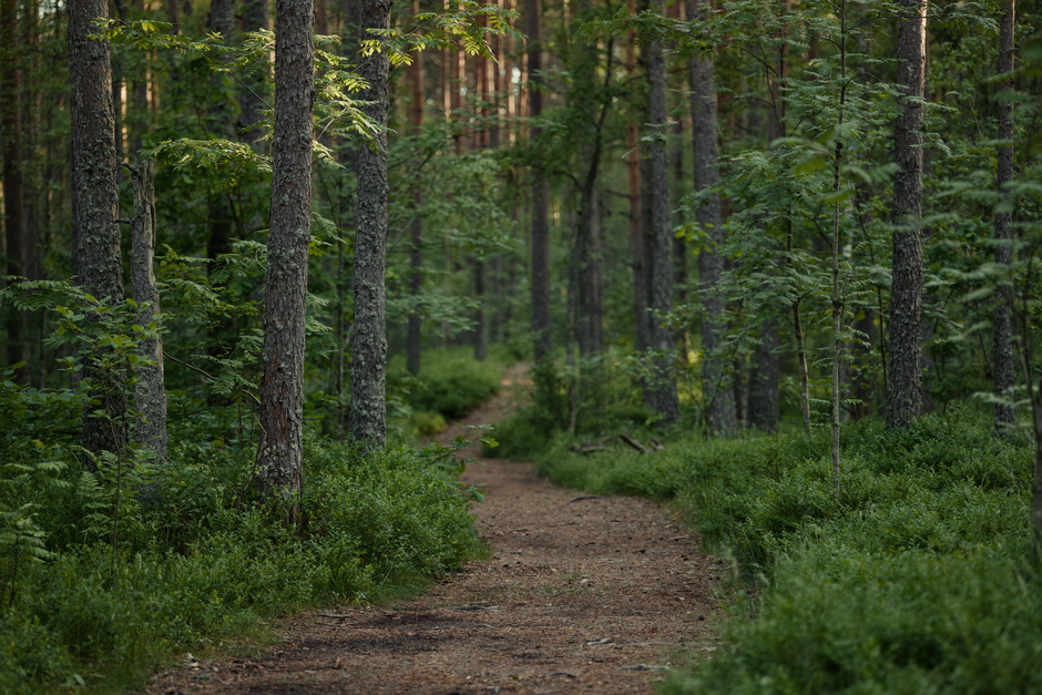 Discover the Tranquility: 5 Essential Shinrin-Yoku Techniques to Transform Your Mind and Body