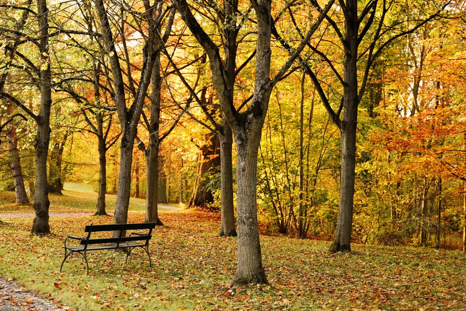The Healing Power of Nature: Understanding Therapeutic Landscapes