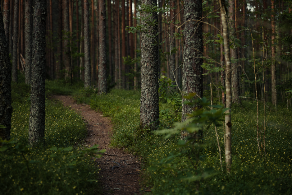 Discover the Magic: How to Reconnect with Nature through Forest Bathing