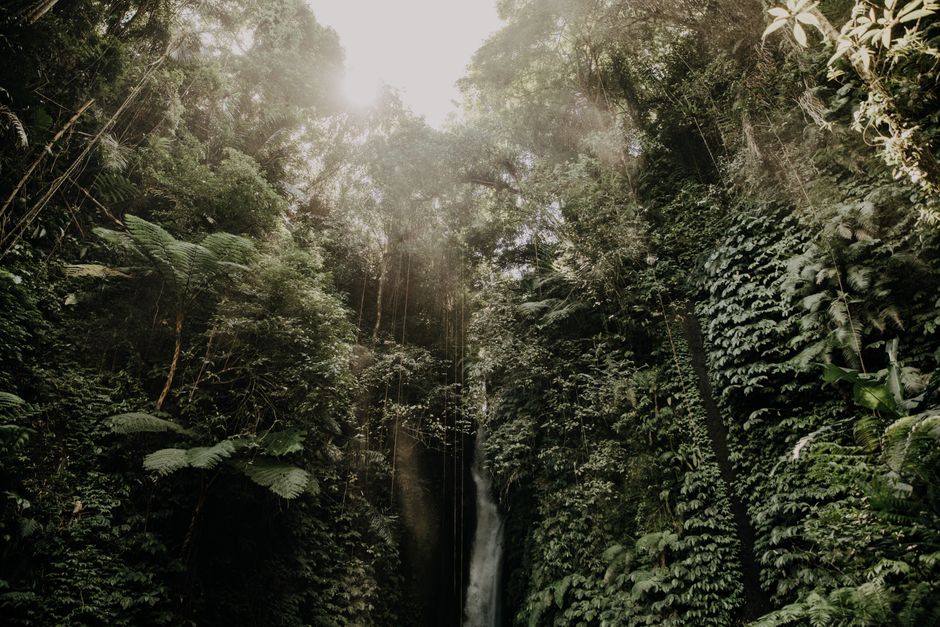 Nature as a Wellness Cure: How to Harness Earth’s Healing Powers